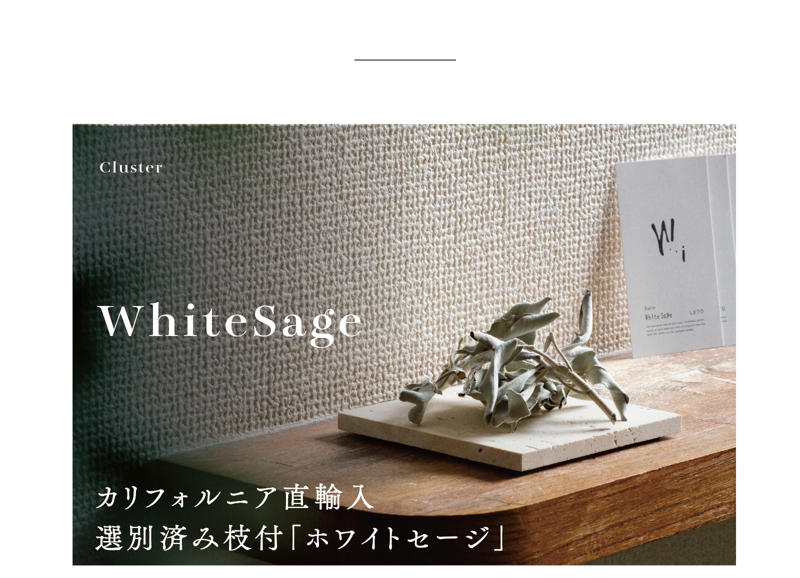 カリフォルニア産高品質ホワイトセージ選別品クラスター